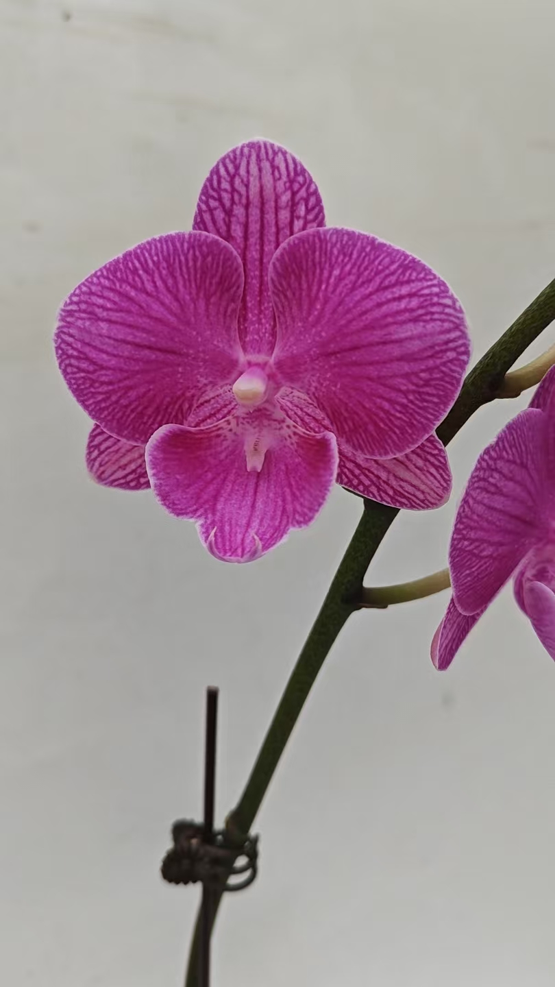欢然花田培植蝴蝶兰（1977）单剑，开花株福利品