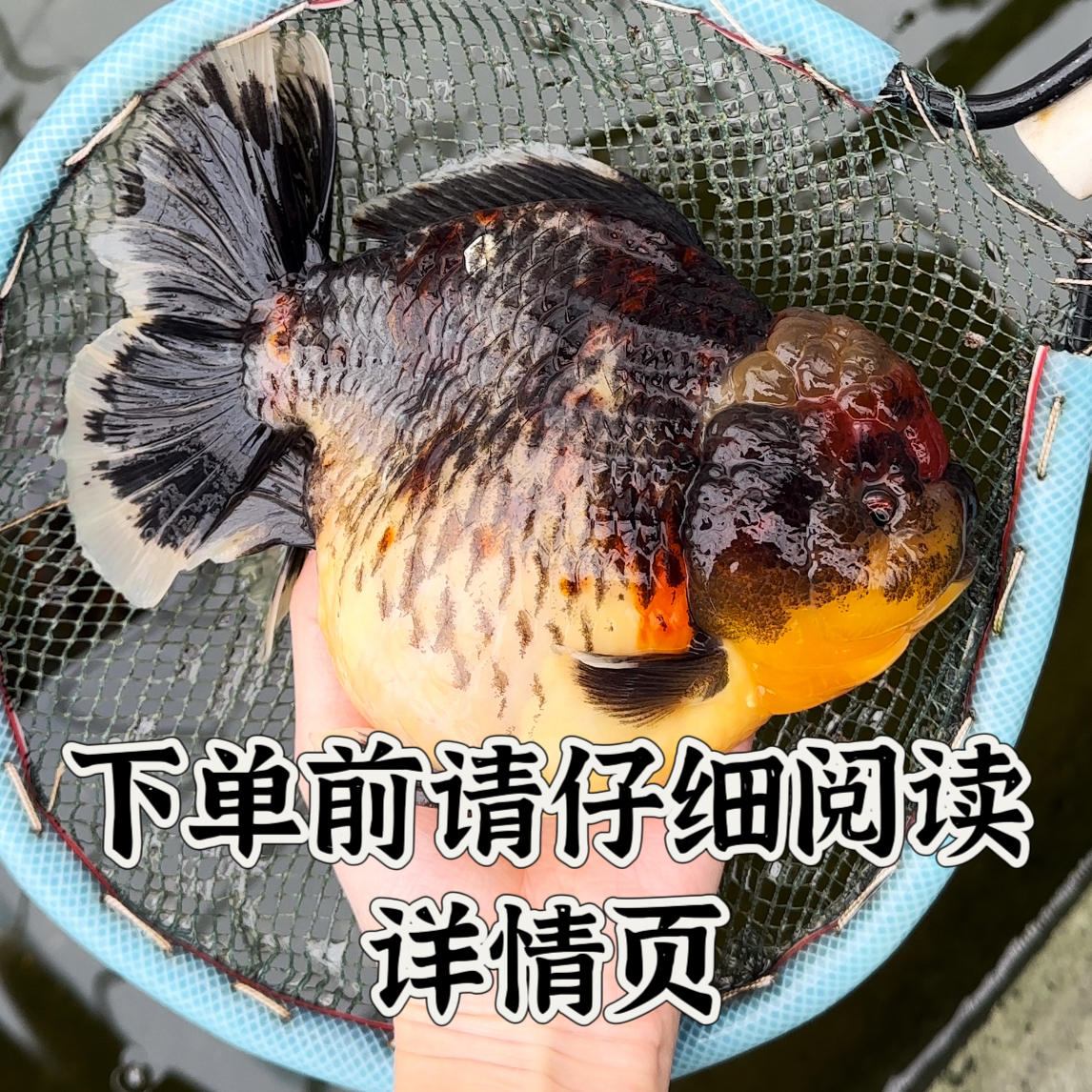 福利价将军泰狮f1（图片仅供参考，默认微瑕只包活不包损））
