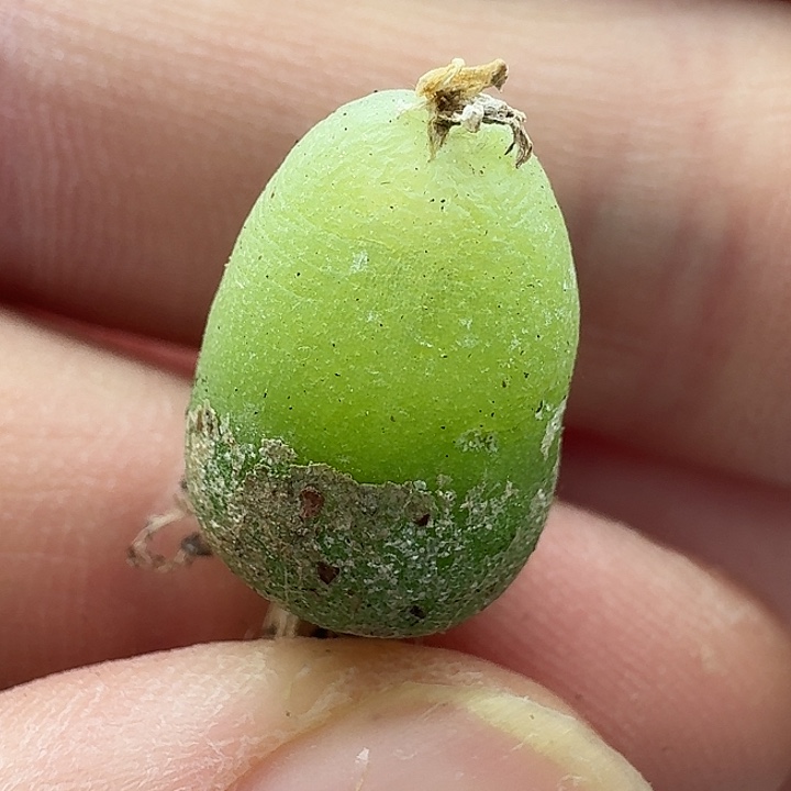 老马生石花大葫芦2308