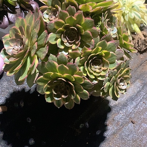 613半夏多肉法师瑕疵款处理无售后