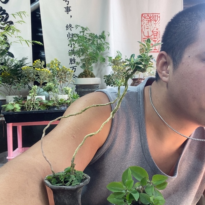 风***河以实际为准盆景绿植盆栽一