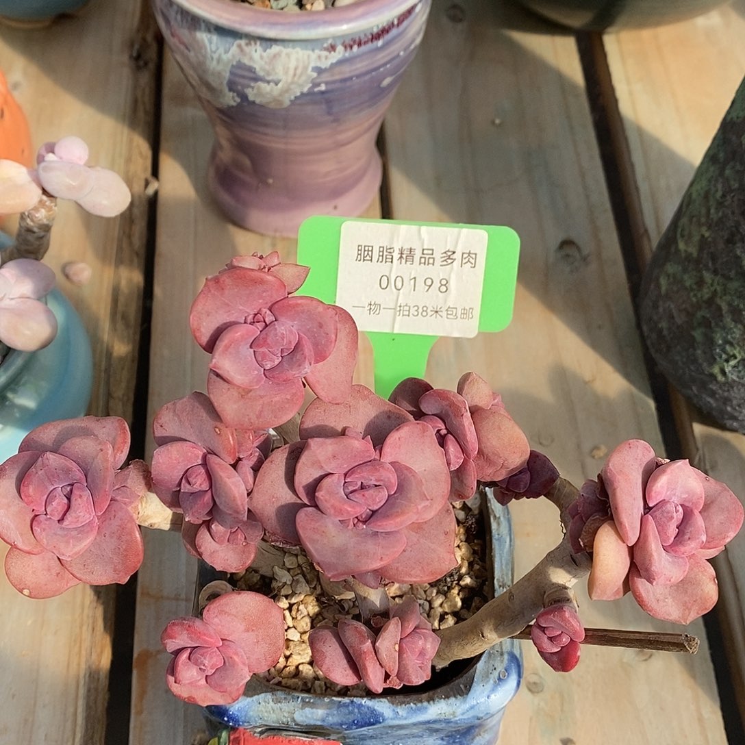00198？哦句老婆哦我蜗牛