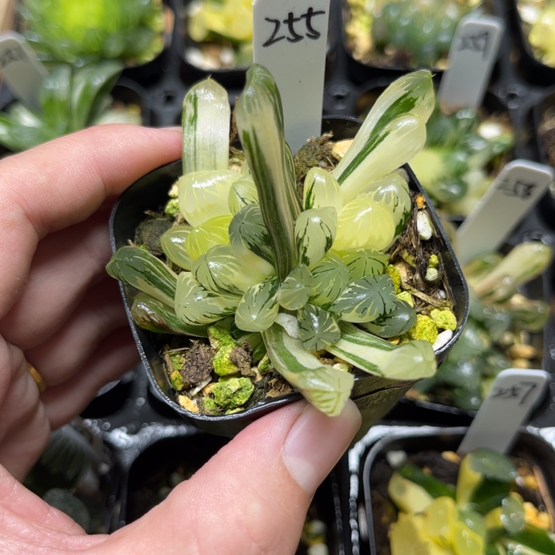 255夏沫玉露锦一物一拍