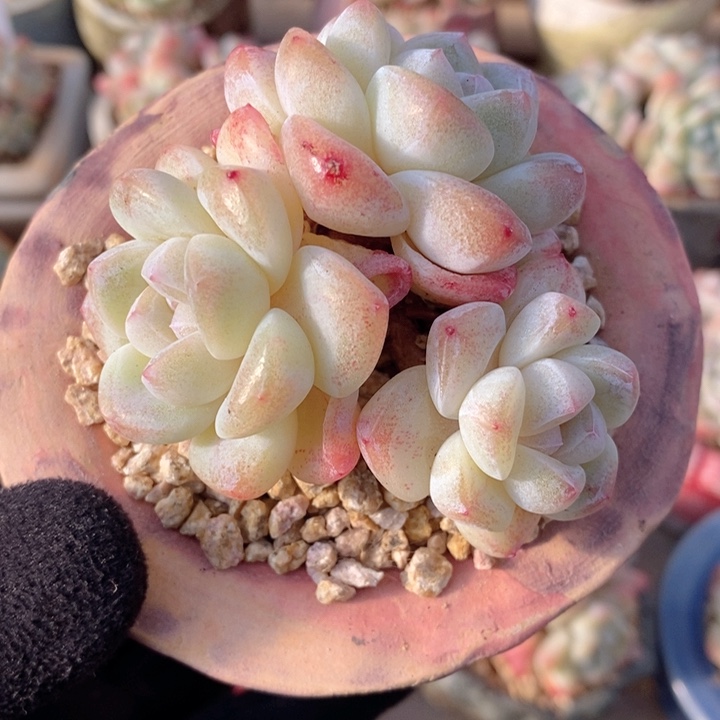 冰玉 韩货精品666