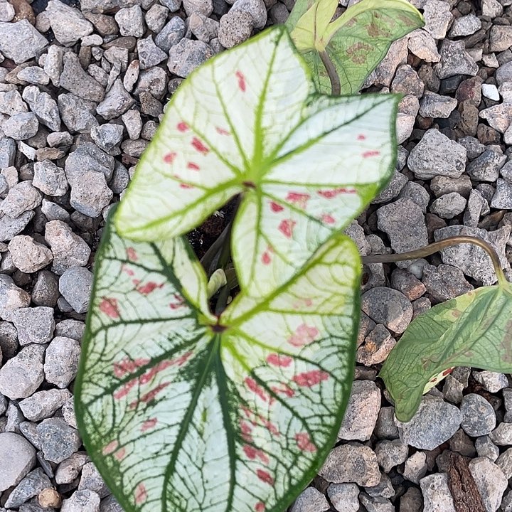 无花朵四世养定发货