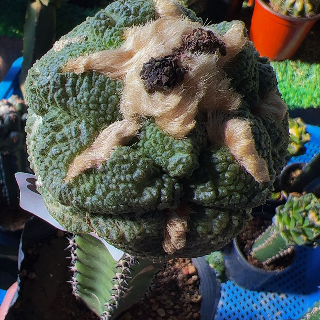 无花朵福利大尤连山牡丹823