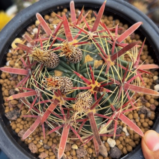 墨西哥丸叶（精品日出）开播放漏