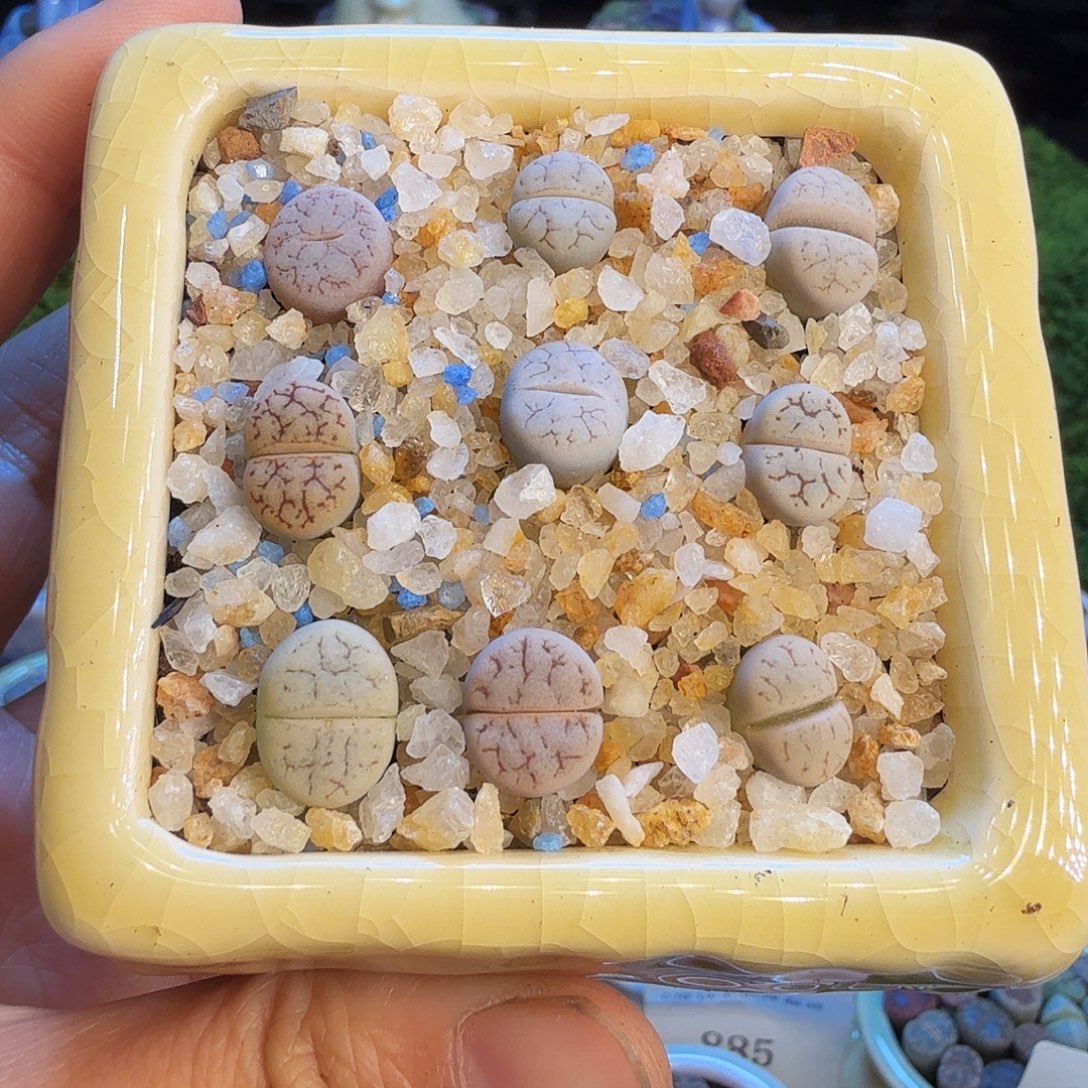 多肉植物福利冲948