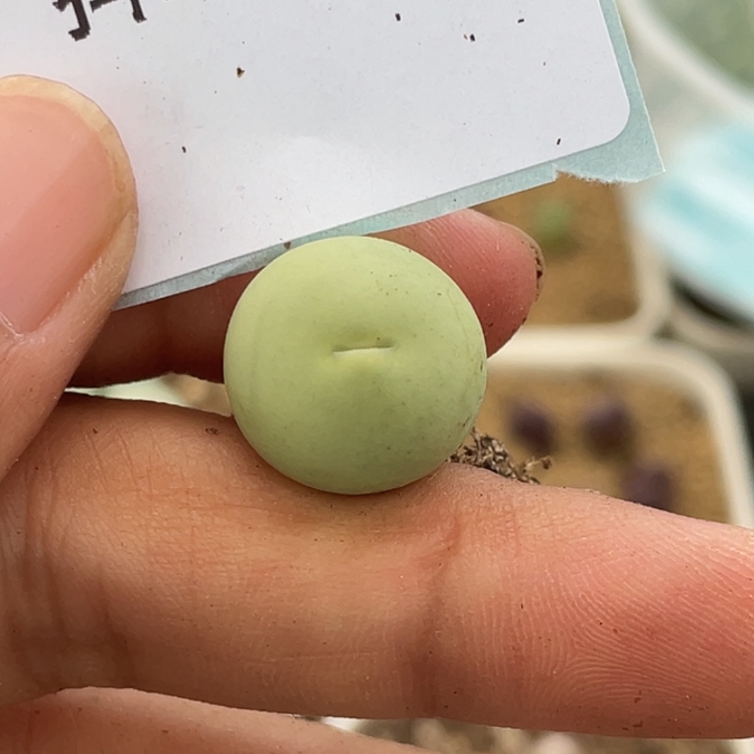 2-26鸽子蛋多肉植物