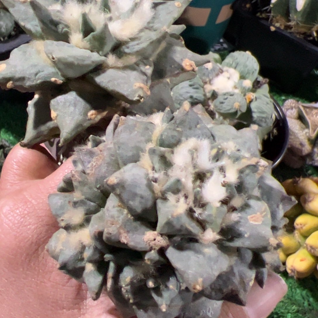 两颗龙芽怒涛牡丹群