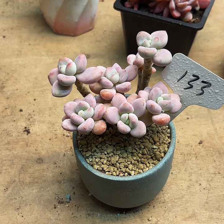 多肉植物，落神133号
