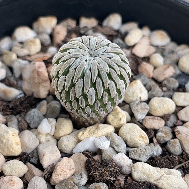 精巧丸实生仙人球