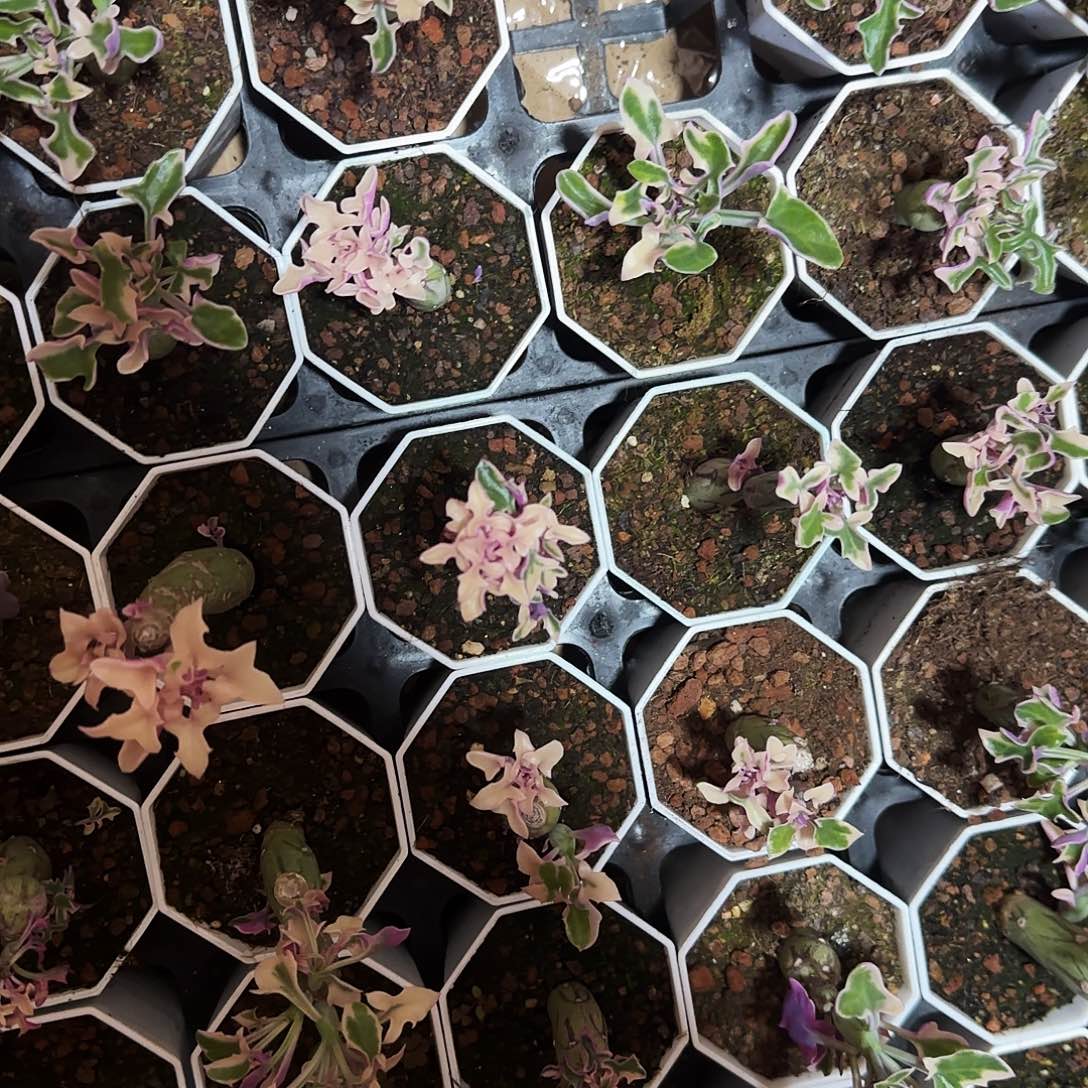 仙人指块根多肉植物
