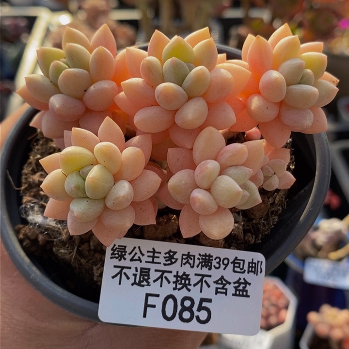 泡泡糖7cm不包整085多肉植物