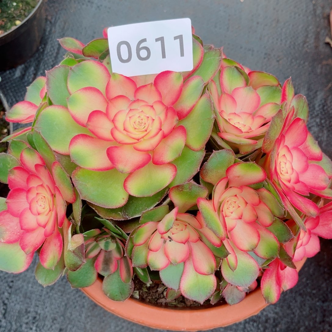 糖心荔枝特价多肉发货