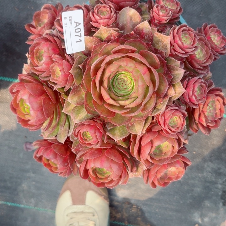 071抹茶多肉植物