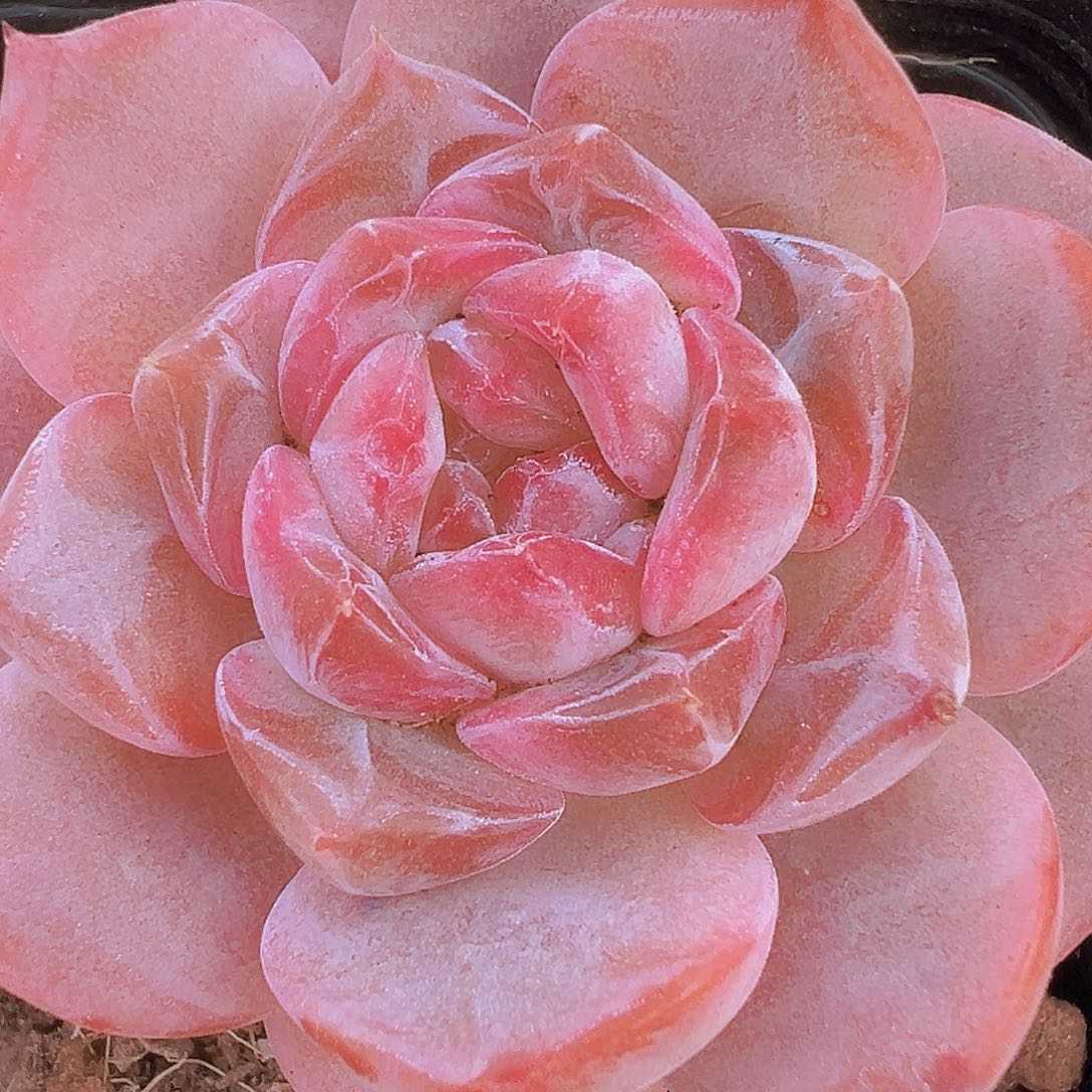 精品暗纹冰魄2盆19包邮