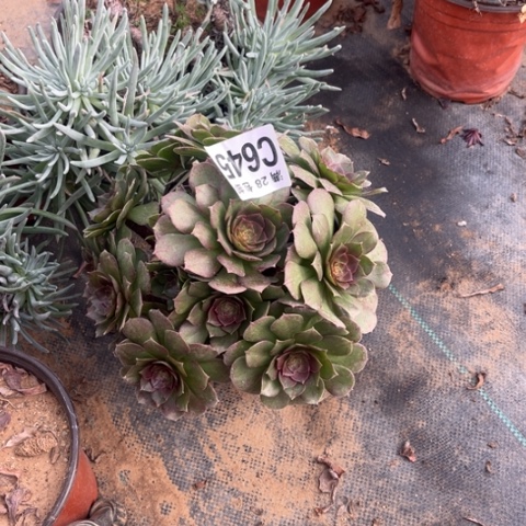 645万圣节不包断枝