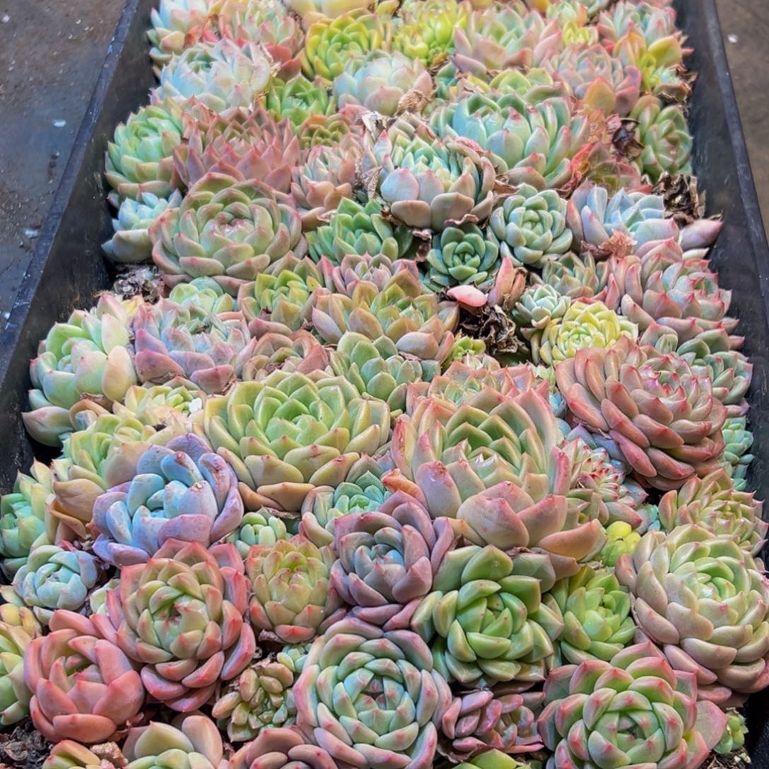 233多肉葡萄的味道是什么