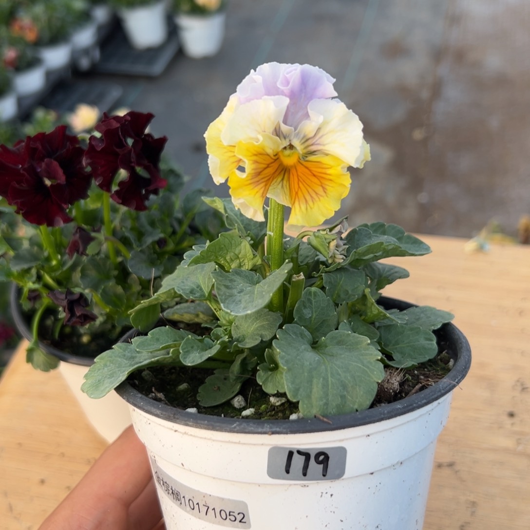 红陶抖音直播闪拍179