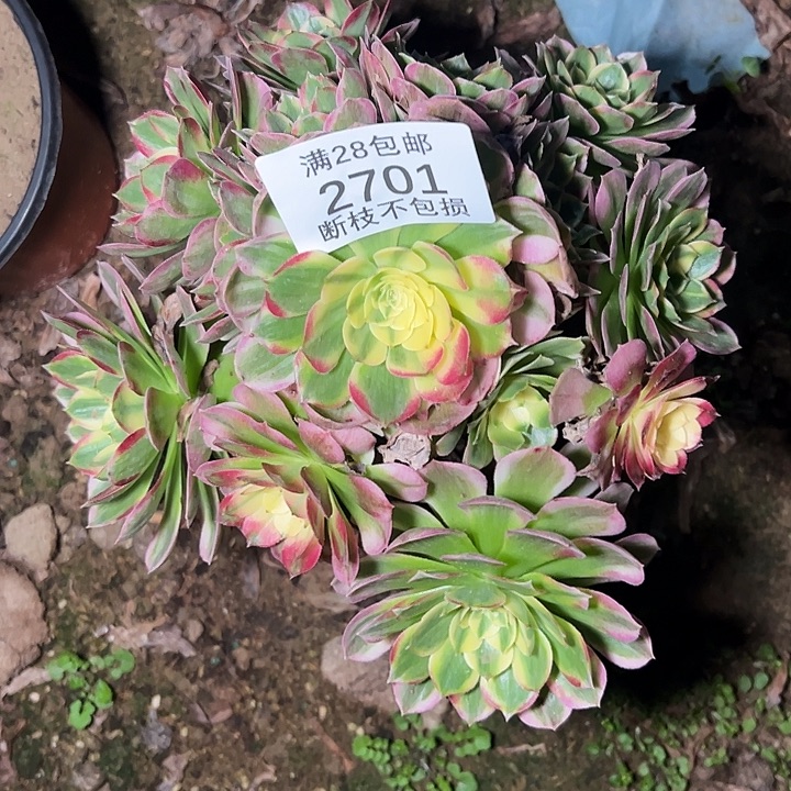 2701海仙多肉植物