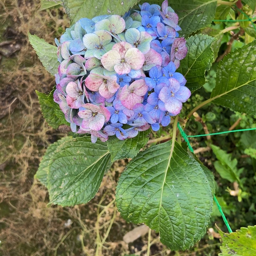 居***毛完全开放加一支合并