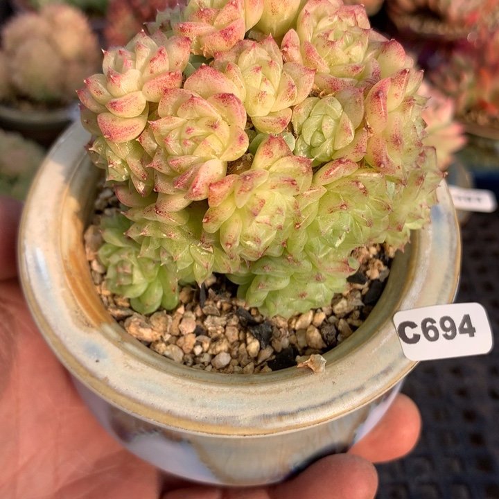 c694一物一拍多肉植物