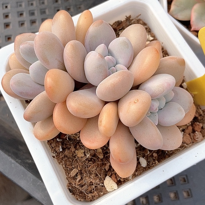 多肉植物粉兔朵朵1851