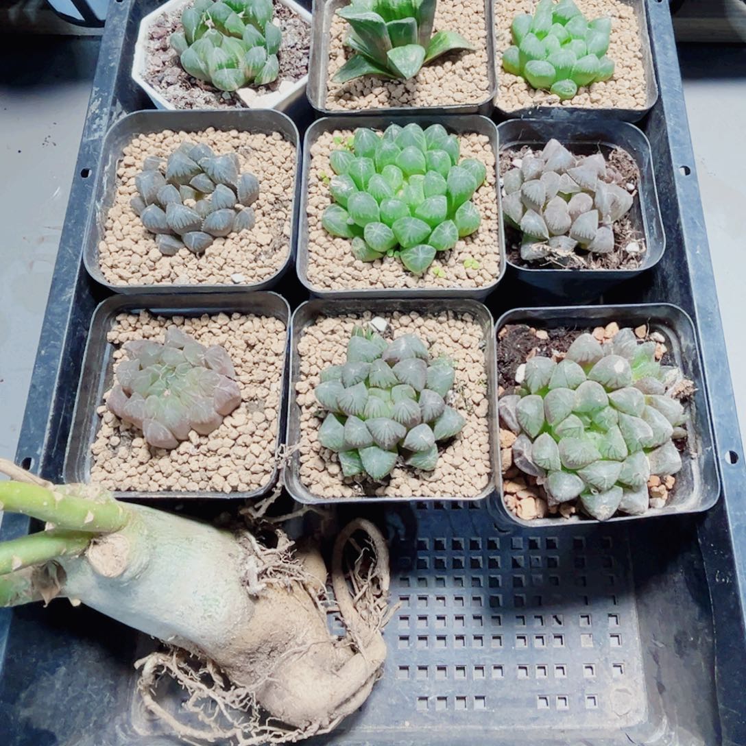 彧***昪10棵漂亮肉肉多肉植物