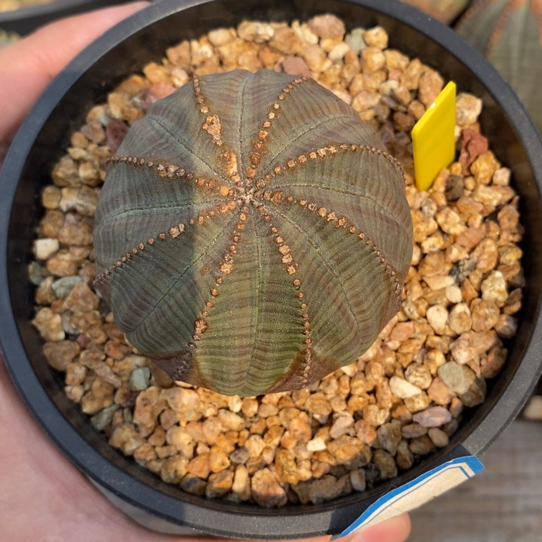 7 欧系实生布纹球多肉植物