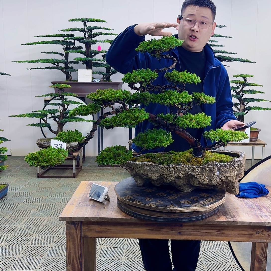 无花朵柏树造型盆景