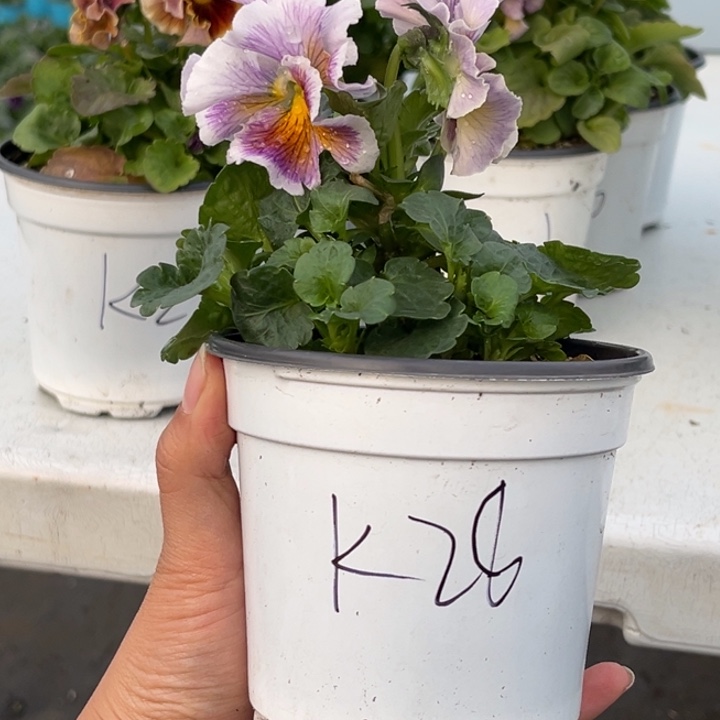 大部分花苞少量开放K28