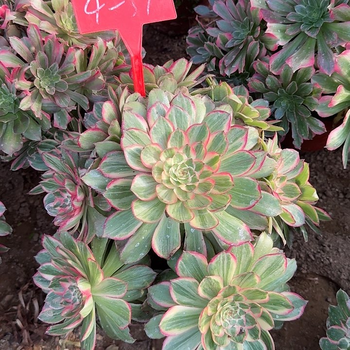 4-31莲花座多肉法师