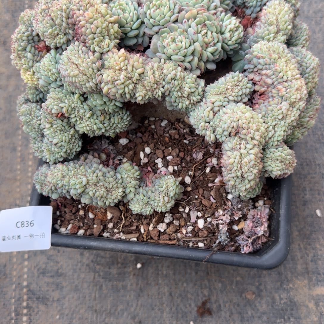 做***己C836白胖子缀化    