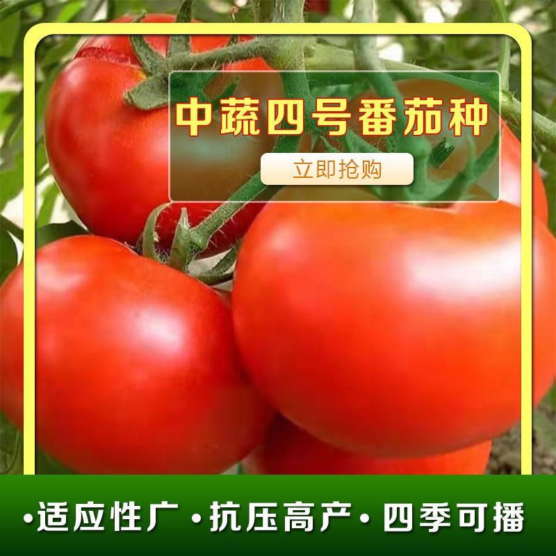 中蔬四号番茄种子番茄水果西红柿有机蔬菜约500粒【全店满4.9包邮】