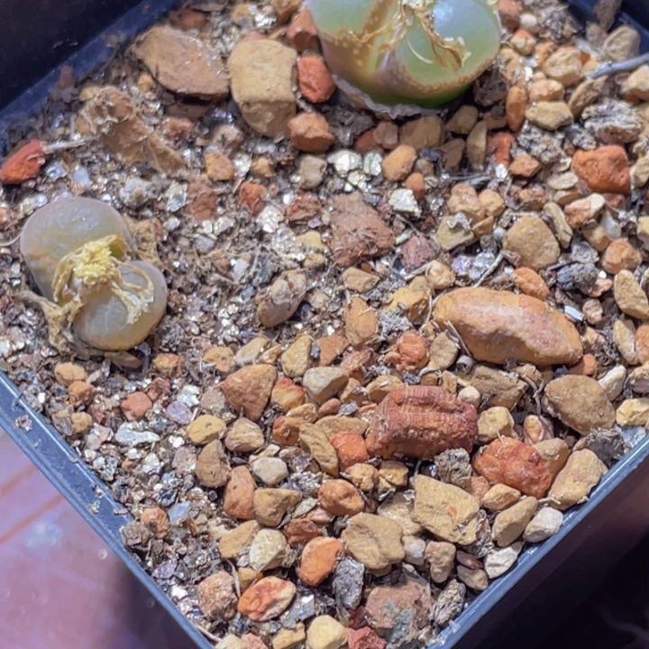 789998 858895785885488