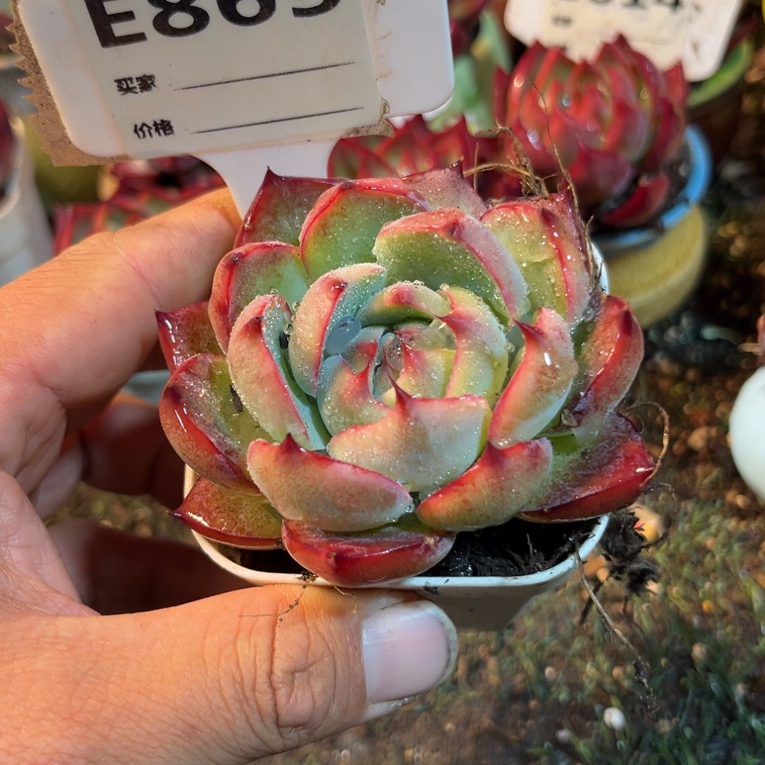 惊鸿一瞥865号多肉