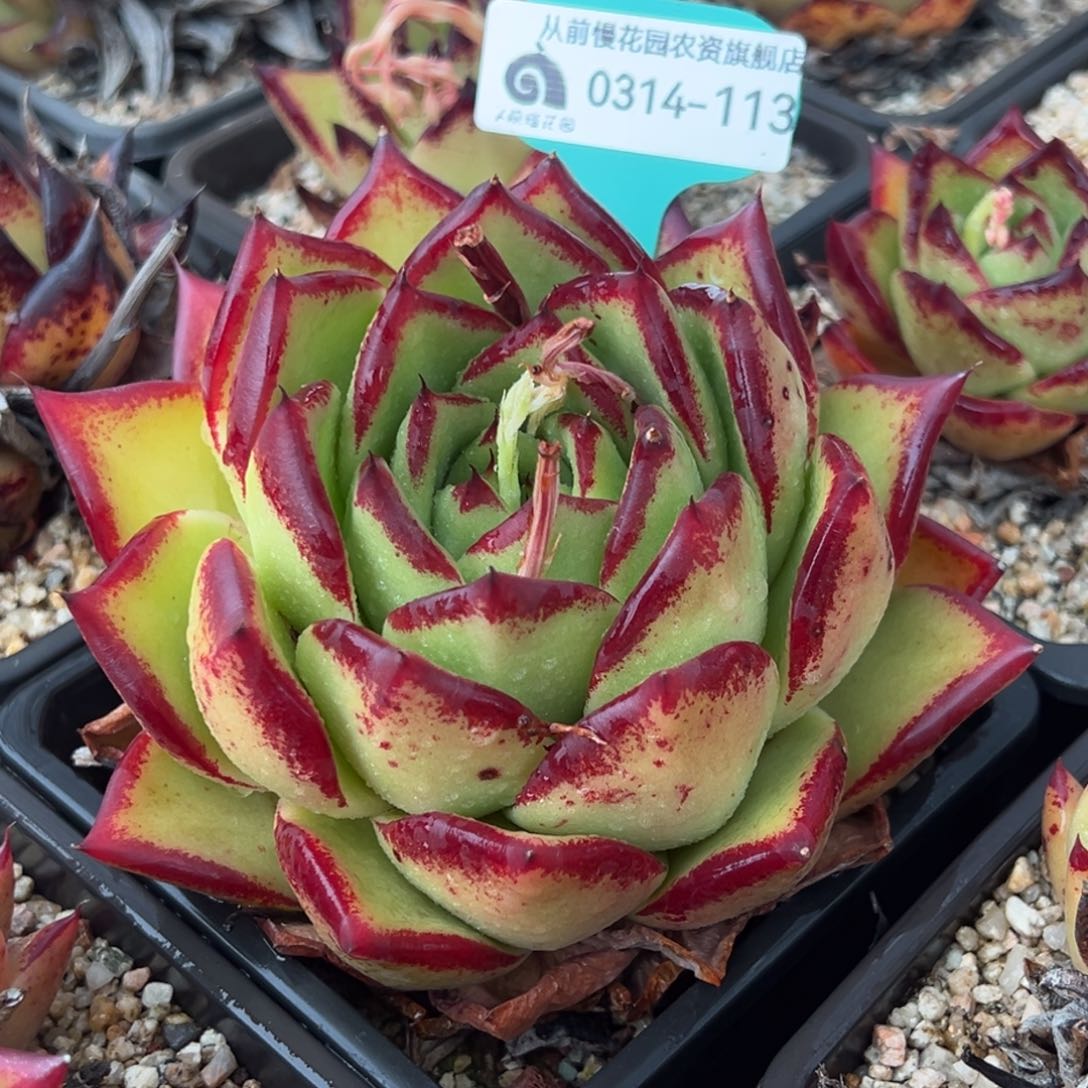 从前慢多肉精选编号0314.113