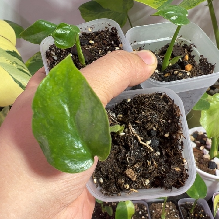 坐***酒完全开放龟背竹种苗