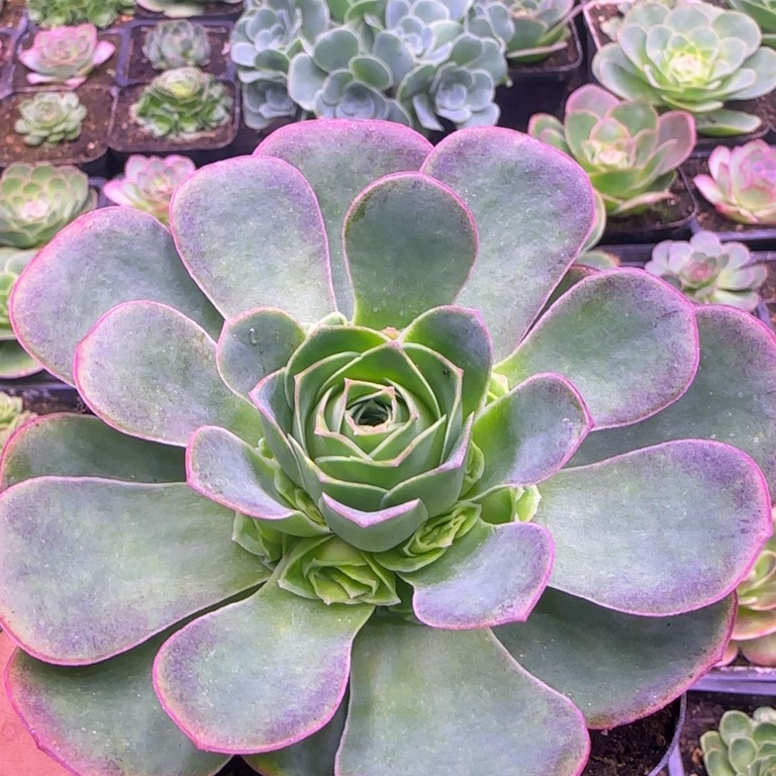 11厘米青莲捧花玫瑰12424242