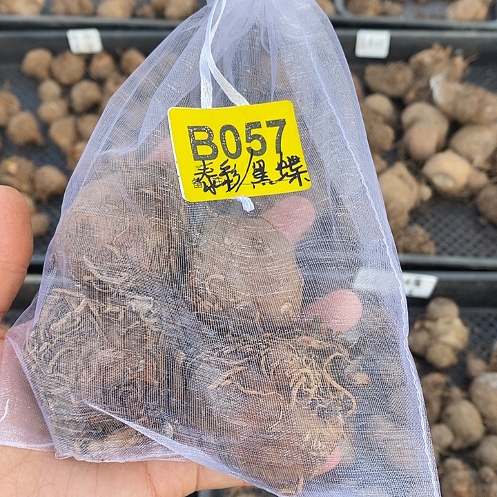 泰彩黑蝶B057禁退不售后