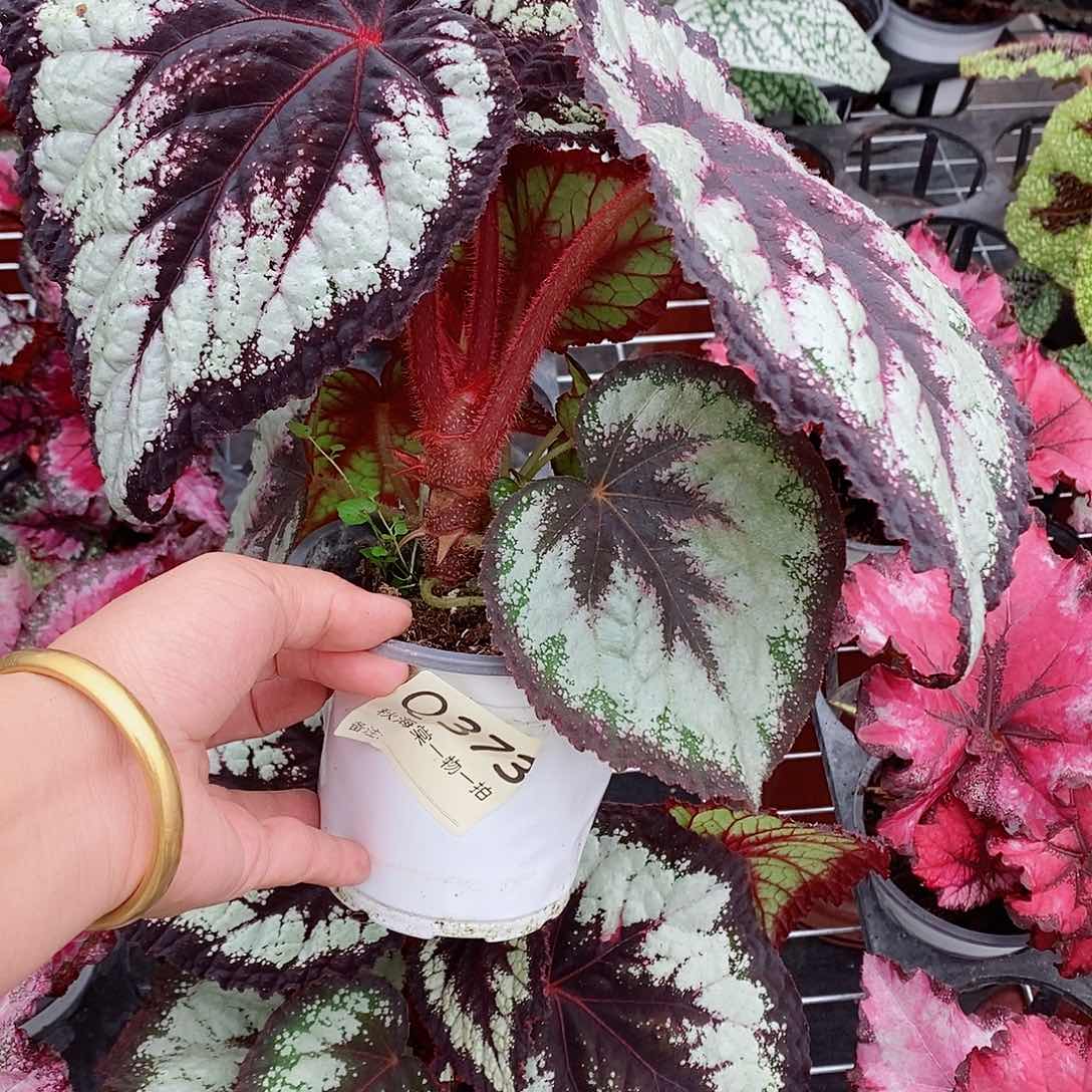 当前无花栽培后可以开花绵***羊秋海棠373