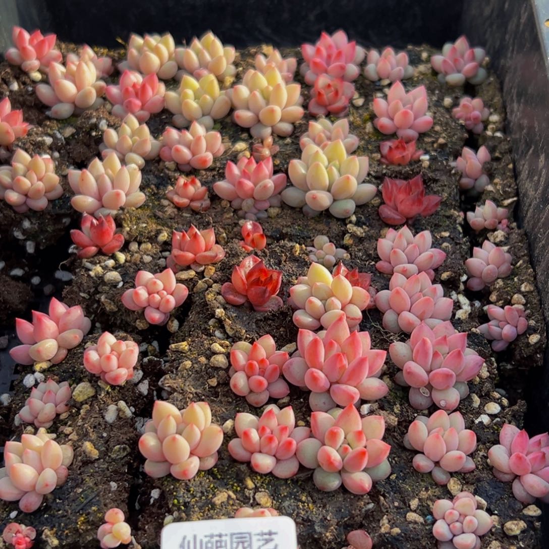 918多肉葡萄的味道真的