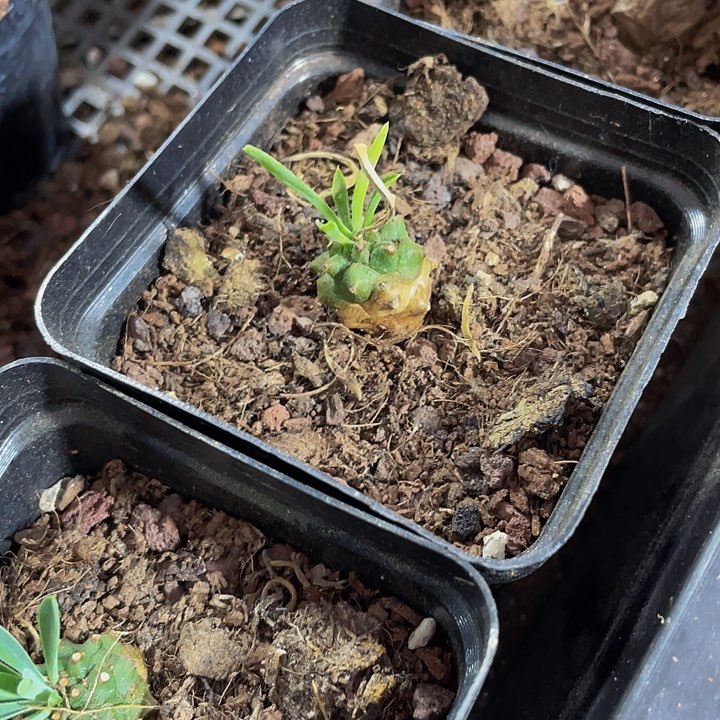 小菠萝2.8带盆土发货