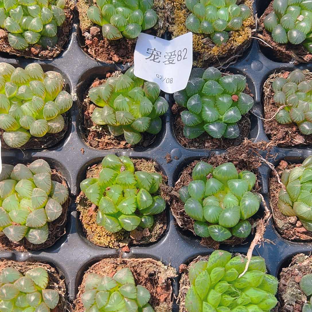 直播福利一物一拍82