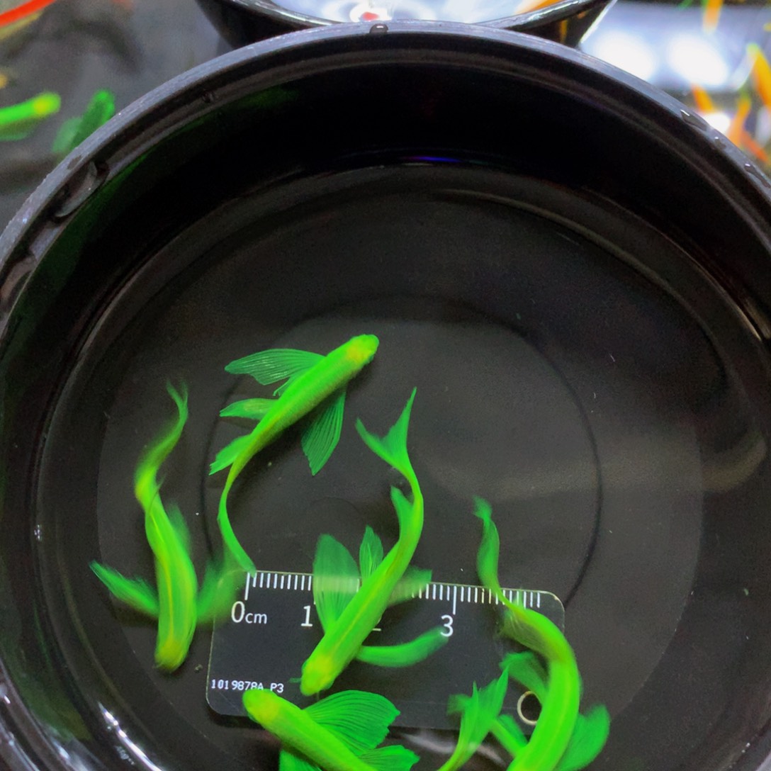 斑马鱼大号蝶翼斑马翡翠绿5条（4-5厘米）