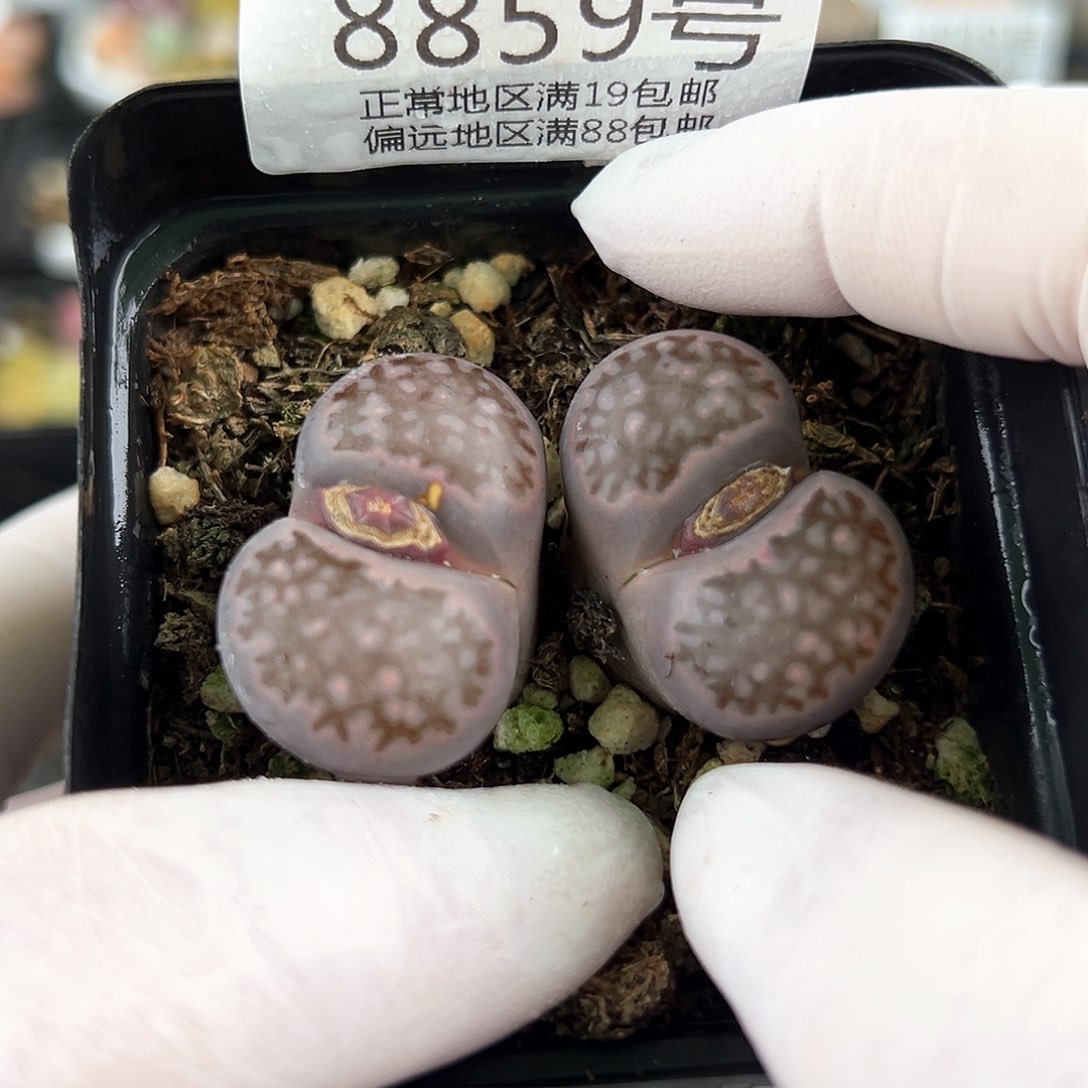 好养易活生石花大母本8859