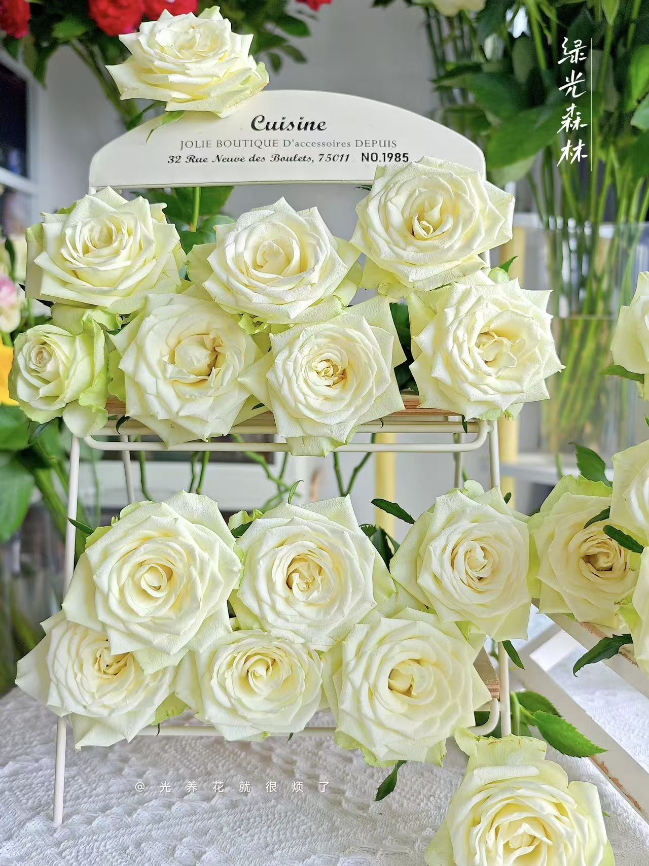 【半岛花铺】绿光森林  单头玫瑰  稀有品 云南优选高品质鲜切花   