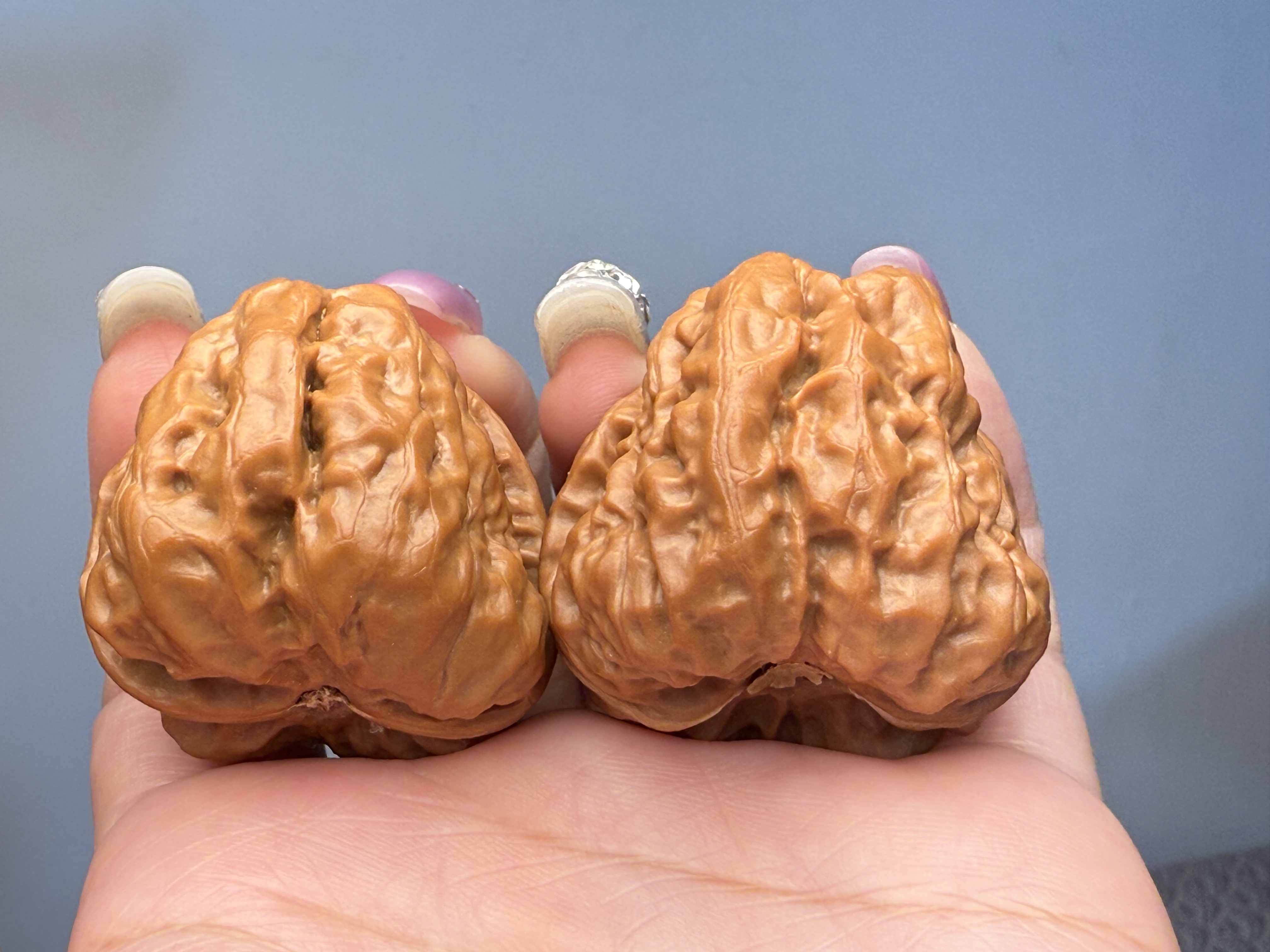 文玩核桃蛤蟆头微修打底