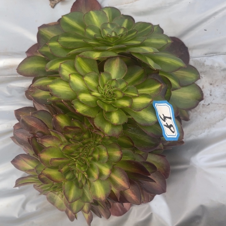 59抹茶朵朵缀化法师锦